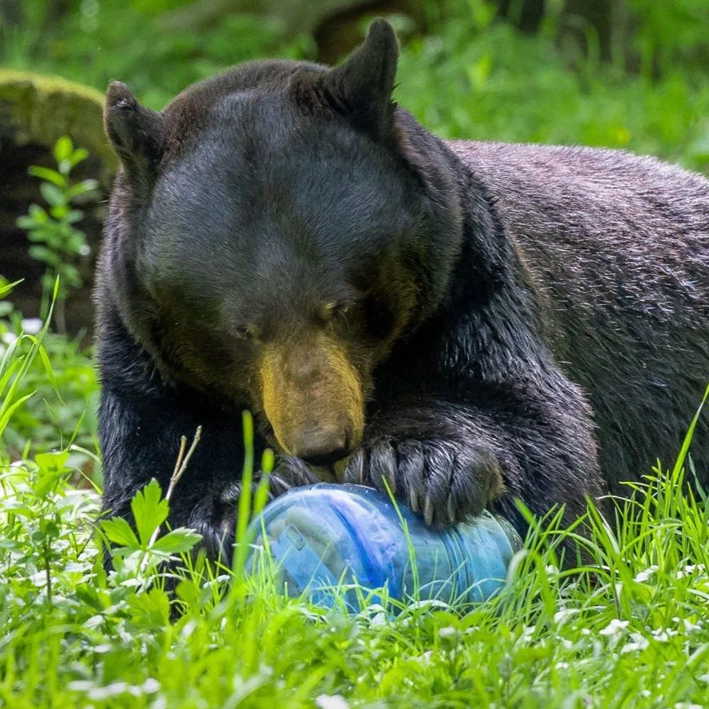 BearVault 475