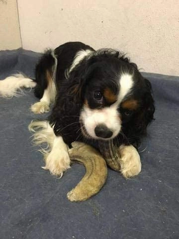 Icelandic  Small Lamb Horn with Marrow Dog Treat