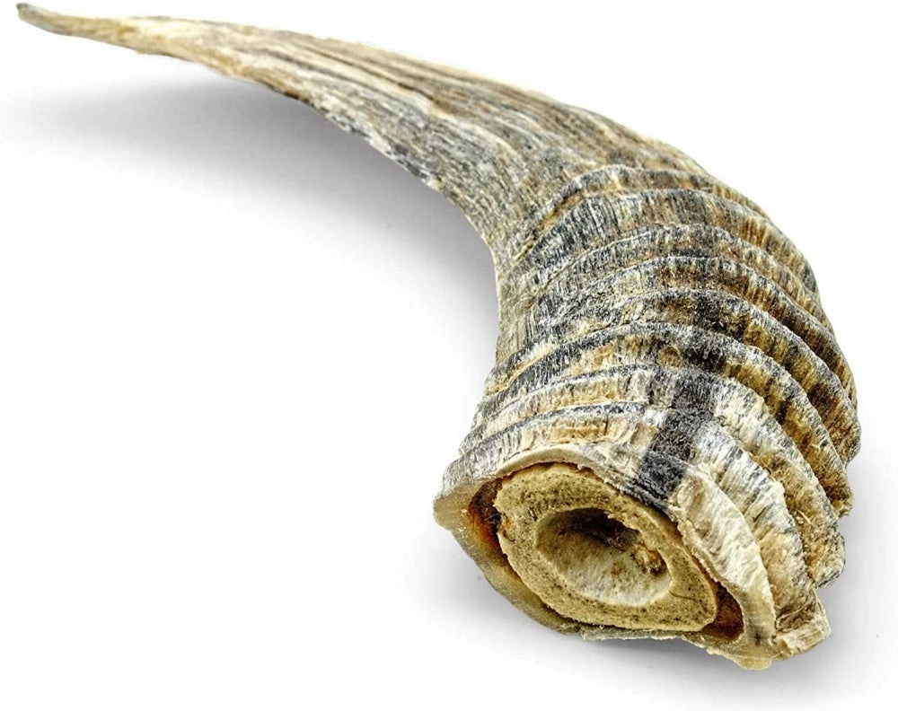 Icelandic  Small Lamb Horn with Marrow Dog Treat