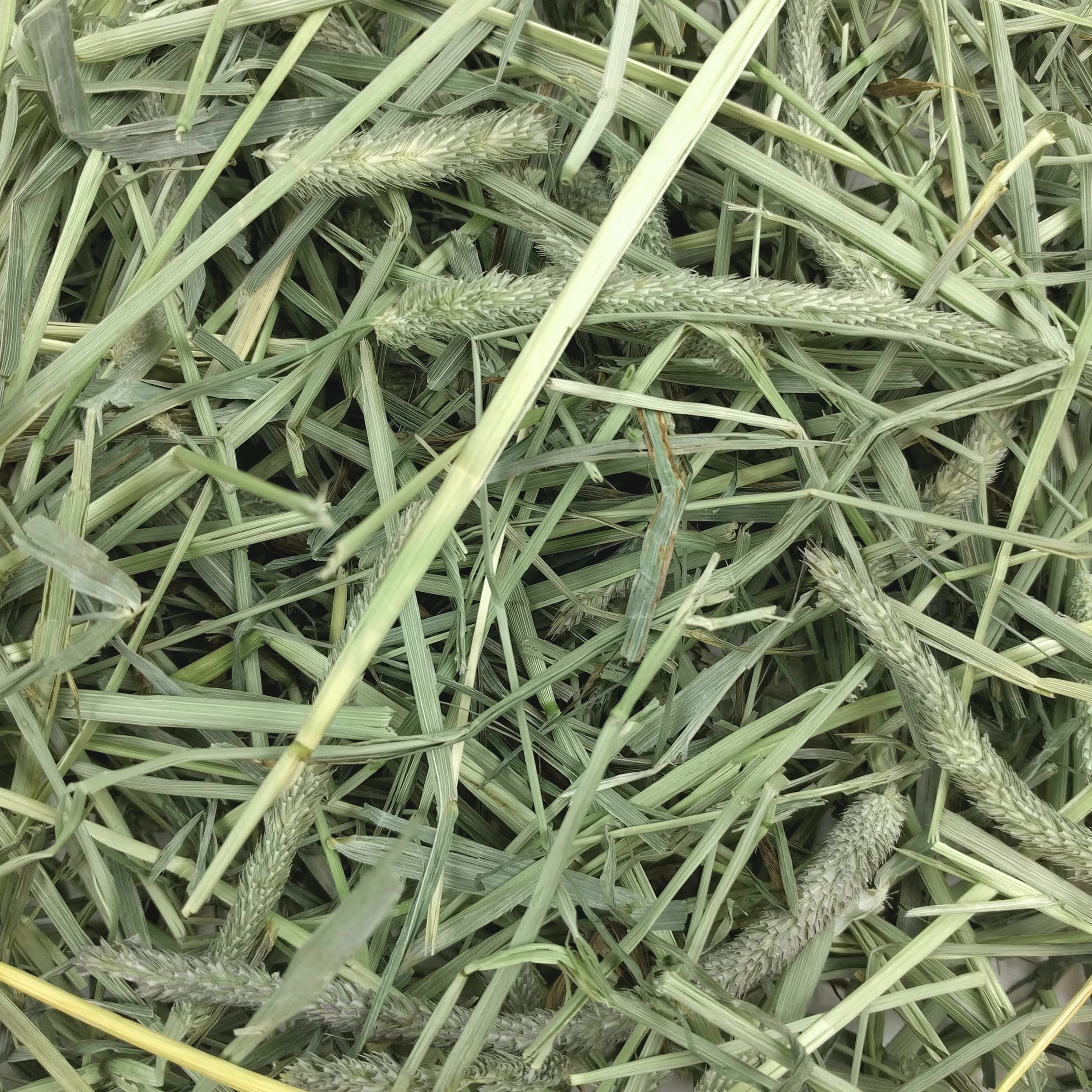 Oxbow Animal Health Western Timothy Hay 90oz